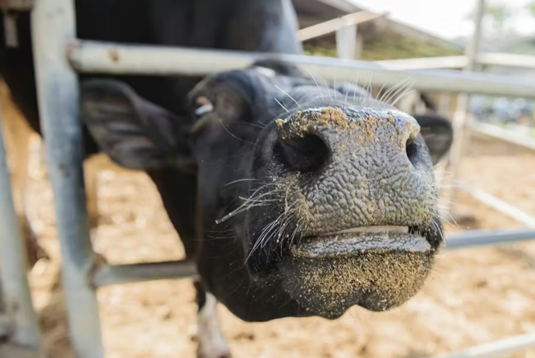 Dairy-based RNG Looking Upward